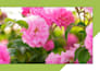 format and design your ebook or PDF in adobe indesign